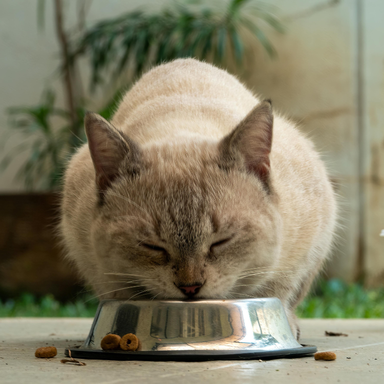Cat Feeding